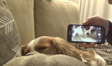 狗狗打呼震天响 熟睡中听到主人录音瞬间被惊醒