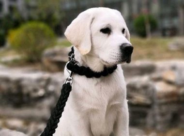 拉布拉多获“无罪释放”,养狗不拴绳岂能轻拿轻放?