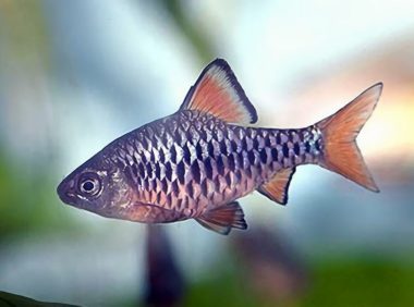 棋盘鲫身份信息