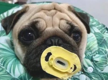 巴哥犬被塞了一个奶嘴后,結果吸着吸着早已三岁了……还没有断奶!