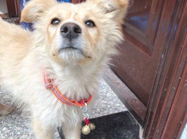 捡回家的流浪狗竟偏食，只吃火腿肠不吃犬粮，小伙子这下愁坏掉