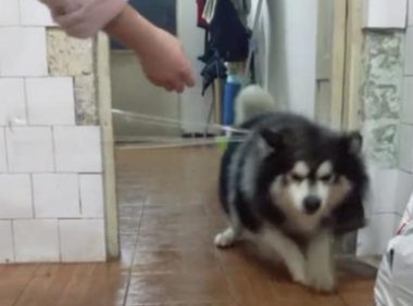 宠主想“恶搞”阿拉斯加犬，却被机敏狗狗不按套路出牌，网友看过哈哈大笑
