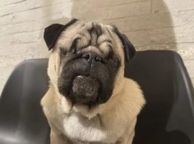 长沙这家“网红”宠咖，十年救助近千只流浪猫狗