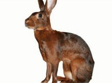 英种小型兔身份信息