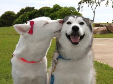 狗妈妈临近生产，居然懂得去医院求助，狗爸紧随其后暗中保护