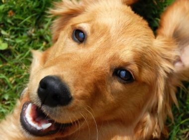 生下小狗不到10天,狗妈妈被汽车碾压,坚持给小狗喂奶后离世