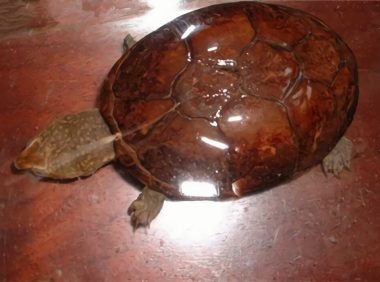 动胸龟身份信息