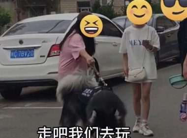 有多少狗被大学生遛“废”了？