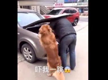 主人家修车,金毛狗狗使坏,結果主人家又气又难堪!