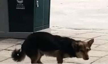 流浪狗卖萌求收养，看到它的样子，路人纷纷驻足称赞：舞蹈大家呀