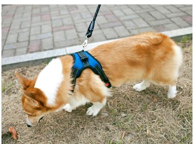 犬类咬伤多发 公安提醒遛狗用犬绳牵引