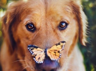 一爱狗人士竟然做起了偷盗别人家狗狗的行为