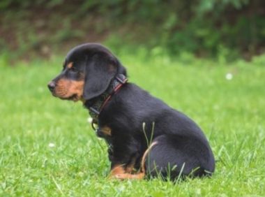 在狗狗眼中，人类的世界是哪些的？人会有美与丑之分吗？