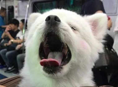狗狗睡醒探出头，发现周围人都在看它，马上露出笑容超级萌