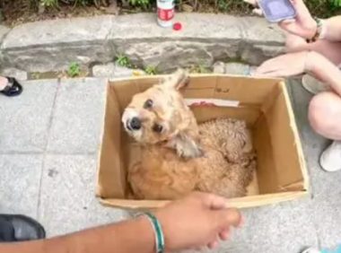 小狗遭遇车祸，同伴不离不弃