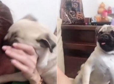 爱撒娇爱耍帅的公犬闪电 看见美女狂讨亲亲