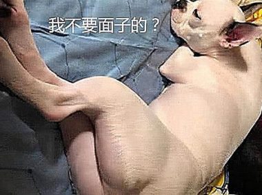 主人不听非要给狗子剃毛，心疼狗狗一秒