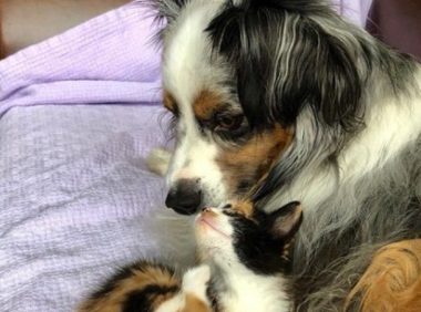 新领养的小猫咪 把狗兄弟从丧友之痛中拯救出来