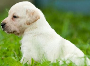 气象主播带着狗狗预报天气萌翻全场观众