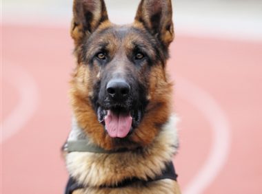 忠实的警犬：黑豹和笨笨