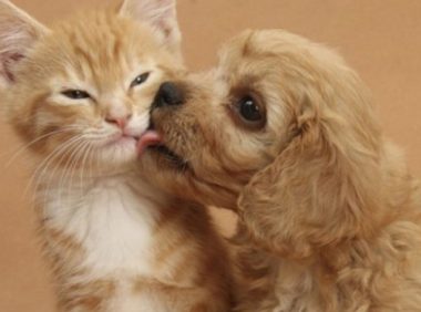 为猫狗花费更多？高盛报告称中国宠物市场将迎巨变