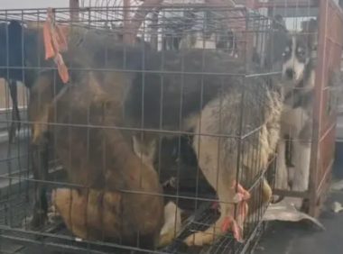 宠物和狗肉仅一线之隔?哈士奇幼犬脱困