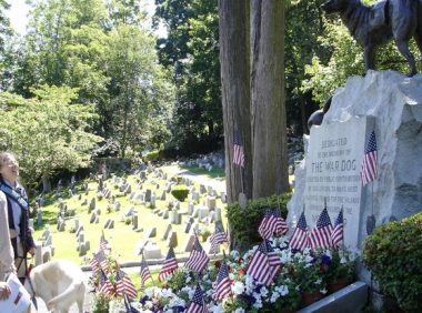 为昆虫立碑，为“电子狗”超度……宠物殡葬未来将如何发展？