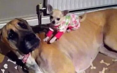 吉娃娃和它的丹麦猎犬软床 两只有爱相拥而眠