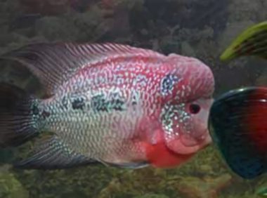 金马骝身份信息