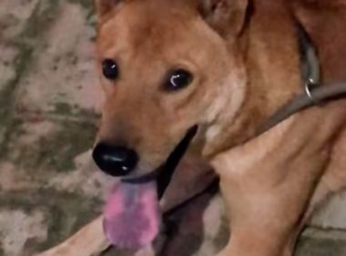 狗狗失踪三小时后回家，看到狗一瞬间主人小脑都萎缩了