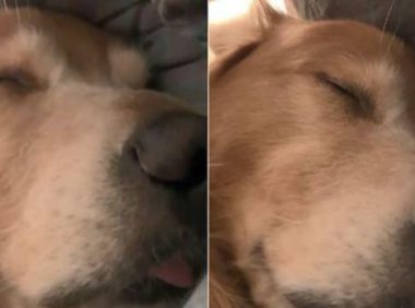 6岁金毛睡觉做梦还惦记着在吃奶，人年纪大了会变孩子气，想不到狗也那样