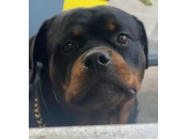 狗子偷咬摩托车上鸭鸭,被主人阻止后呆萌回头:不能玩吗?