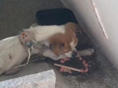 差点被饿死，戴着牵引绳的流浪狗，获救时，已经没有站起来的力气