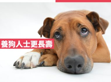 研究:养狗人士更长寿