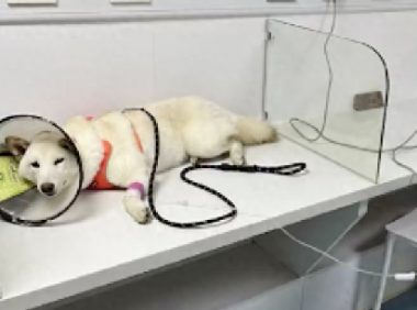 柴犬偷吃了70多粒布洛芬,主人花了5千将它抢救回来