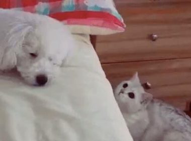 猫咪恶搞狗狗，竟趁狗狗睡觉时打狗狗