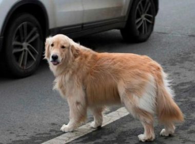 连续两次被抛弃的金毛犬,叼着牵引绳在雨中呜咽,狗:主人你在哪
