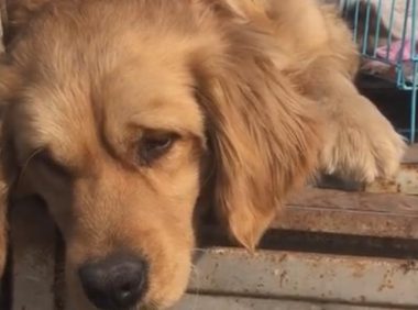 山东:金毛犬因为睡觉打呼被卖,狗市中,狗狗满脸生无可恋
