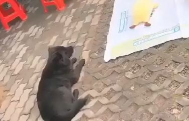 街头套陷阱了条小黑狗,狗狗那时候就蒙了:“我它汪的有家了?”