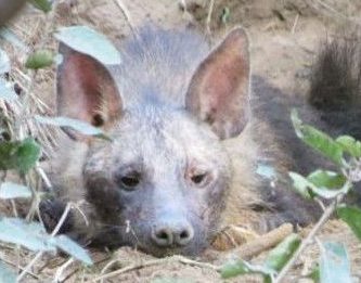 鬣狗受伤躲在坑里，女子克服恐惧帮助狗狗产崽