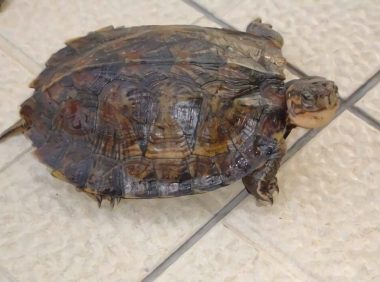 条颈摄龟身份信息