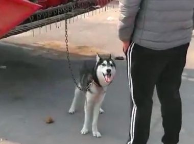 哈士奇拆家犯二,被主人牵去狗市贩卖,二哈站在主人跟前满眼深情