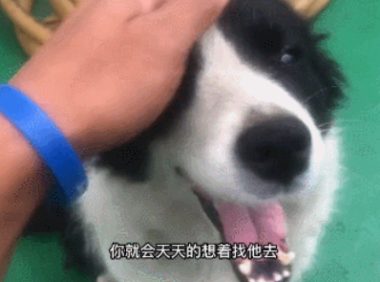 戒色博主晒18岁边牧，说它长寿是没见过母狗！网友破防：难怪我能活到20岁…
