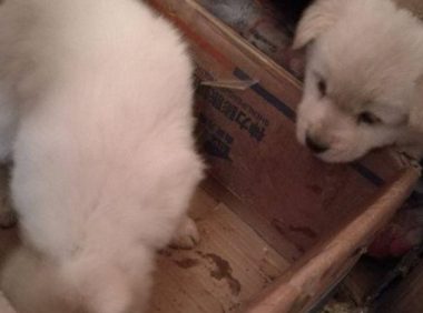 二只流浪犬被抛弃在马路边，女生想请人收留，却遭受商家嫌弃