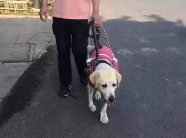 10岁退役导盲犬不愿与主人分开，临行前…它拼命爬回主人脚边！