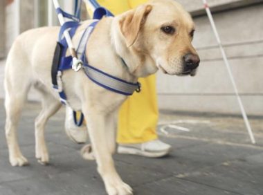 导盲犬扔下主人家独自一人玩耍,是狗狗职业道德规范的缺少,還是另有隐情