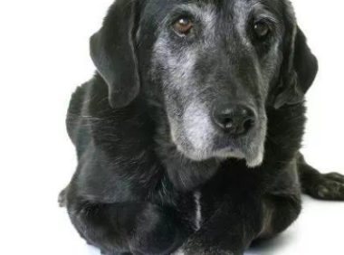 犬类健康:尿失禁——萨沙爱宠健康白皮书