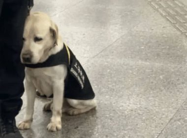 搜爆犬退役后闲不住，主人买来“弹药”，真是个劳碌汪啊