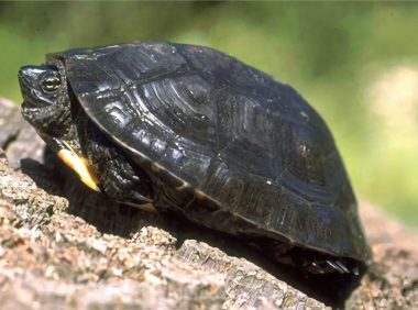 黑颈乌龟身份信息