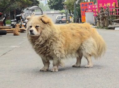流浪狗为报答店主投喂赠送幼崽，引人泪目